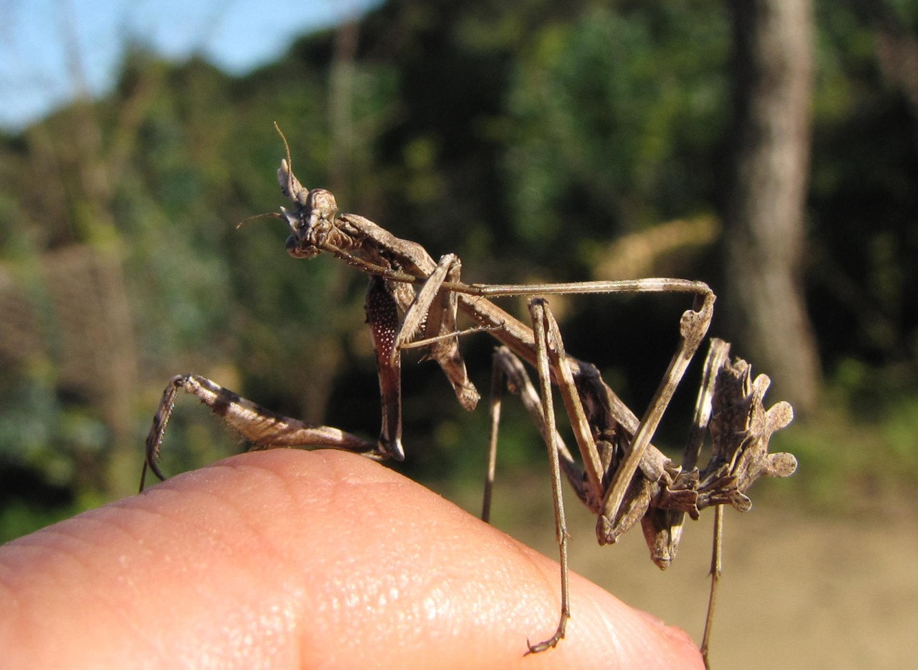 Empusa pennata